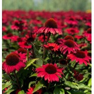 Эхинацея Echinacea Sunseekers Pomegranate